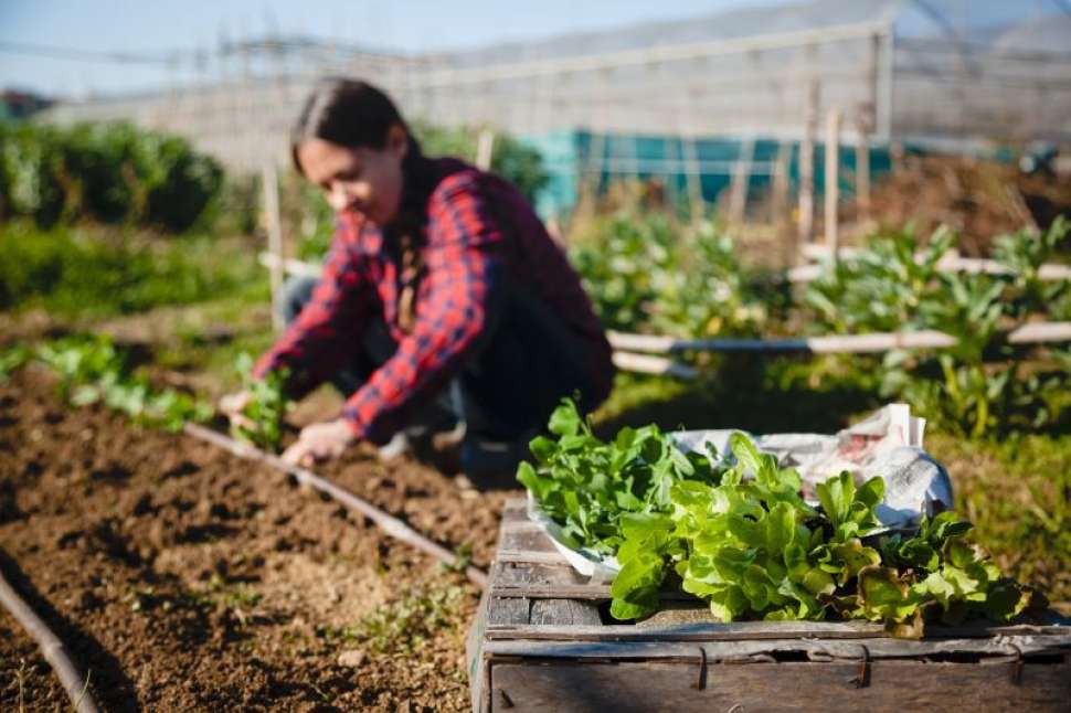 Alimentation durable Grand Est