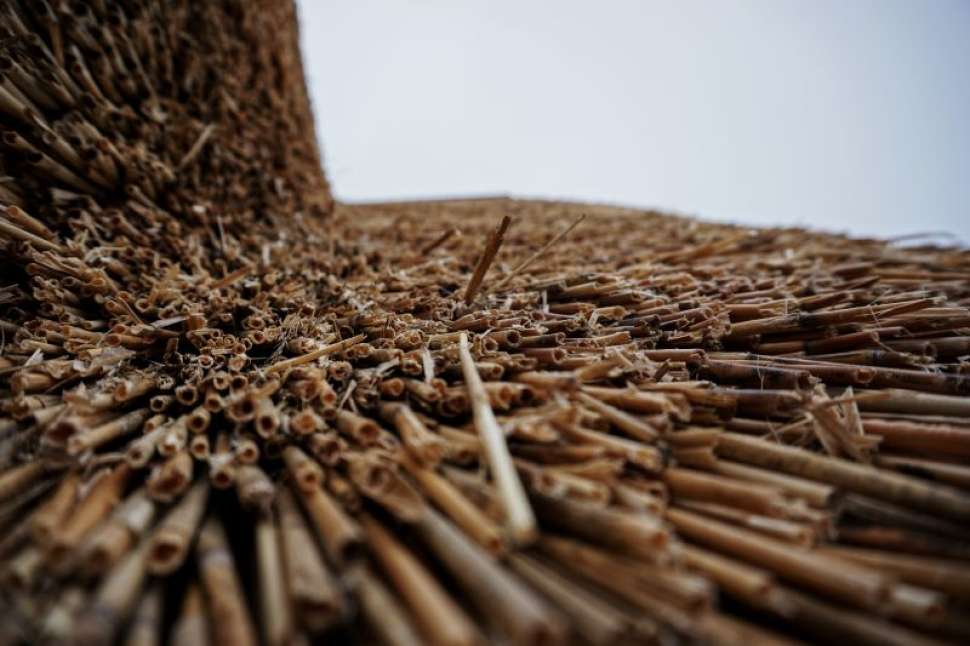 Roseau dans la construction