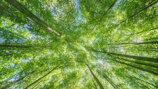 arbres élancés vers le ciel vus du sol 