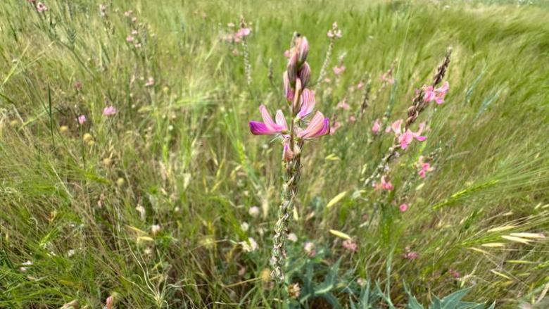 Sainfoin Grand Est