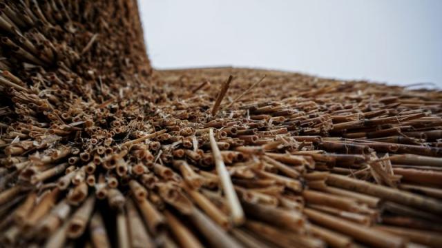 Roseau dans la construction